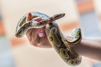 Създадоха уникална противоотрова срещу ухапвания от змии