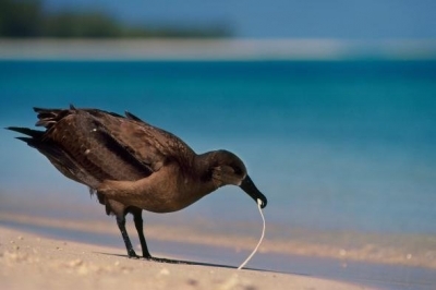 Защо птиците и рибите ядат пластмасата в океана