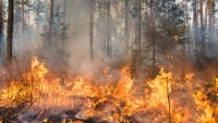 Голям горски пожар в Сливенско