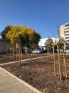 Общината засажда 230 дръвчета в к-с „Изгрев“  по програма 