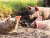  ЕК обяви, че положението с африканската чума по свинете в България е 