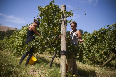 Нов закон за виното ограничава засаждането на лозя