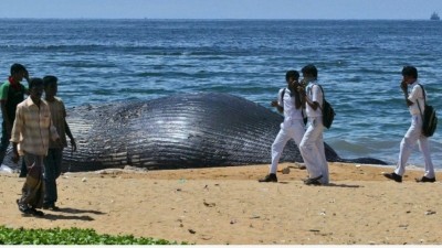 Намериха мъртъв кит с 40 кг найлонови торбички в стомаха
