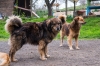 Община Бургас изгражда нов приют за кучета, който ще замени съществуващия в местността 