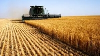 Реколта 2020 : Произвели сме 4, 6 млн. тона пшеница