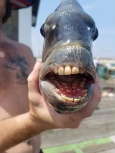 В САЩ уловиха необичайна риба