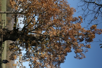 Вековните защитени дървета в Странджа ще станат с 11 повече