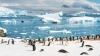 Тринадесет нови видове животни и растения ще се появят на Антарктида