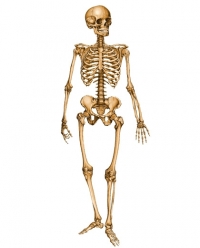 Изследване: Костите на веганите са по-чупливи