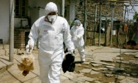Предприемат мерки срещу на птичия грип в Бургаско