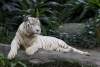 Бяло тигърче се роди в зоопарка в Хавана, кръстиха го Янек 