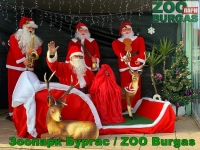 От 17 до 24 декември Зоопарк Бургас организира празнична програма всеки ден