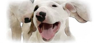 Направете дарение на приюта за кучета в Бургас!
