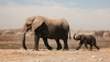 Ботсвана предлага да изпрати 20 000 слона в Германия