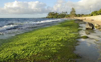 Цъфтежът на водораслите в океана приема застрашителни размери