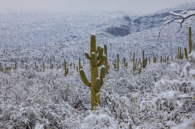 Сняг падна в пустинята в Аризона