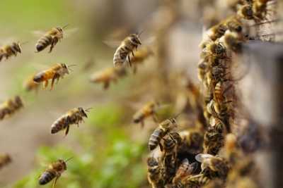 Изхвърлят чували с мъртви пчели, отново мор заради пръскането с препарати