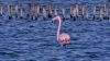 За първи път розово фламинго гнезди у нас – в Бургас 