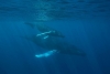 Семейство китове блокира трафика в пристанището на Барселона