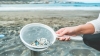Замърсяването с пластмаса в океаните, размерите му и негативните последствия за всички нас