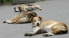 Приключи сагата с бездомните кучета във Варна 