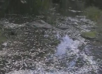 Рибата от река Караагач умряла от липсата на кислород