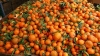 Спряха 305 тона храни с пестициди