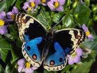 Екзотични пеперуди от цял свят показват красотата си във „Флората“