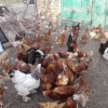 Второ огнище на птичи грип в Бургаско  