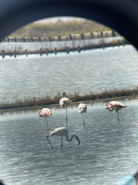 На Атанасовден ще се проведе наблюдение на птици на Атанасовското езеро