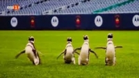 Пингвини се разходиха на стадион в Чикаго 