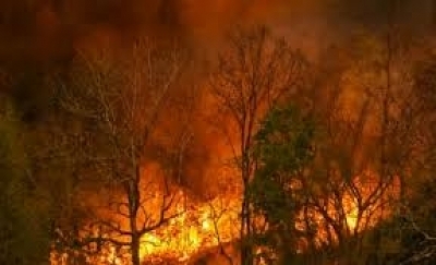 Локализираха големия горски пожар в Свиленградско