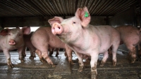 Над 20 огнища на африканска чума по свинете в Югоизточна Румъния