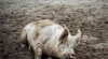 Свинско с африканска чума не се продава  