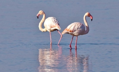 Изобилие на розово фламинго в Атанасовско езеро