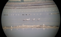 Пет сиви жерави почиват в Атанасовско езеро 