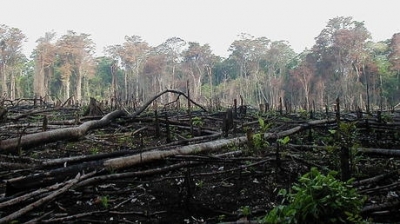 Амазония се обезлесява 