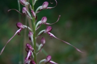 Завърши мащабно проучване на орхидеите в Странджа планина