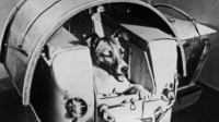 На 3 ноември 1957 г. бе изстреляно кучето Лайка