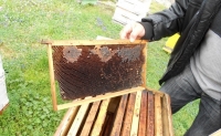 Странджанският манов мед скоро ще е с логото на ЕС
