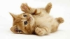 Ню Йорк забрани рязането на ноктите на котките  