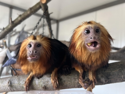 Екзотични маймуни и сурикати са най-новите обитатели в зоопарк Бургас. 