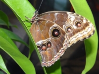 Изложбата „Живи тропически пеперуди” с номинация за иновация