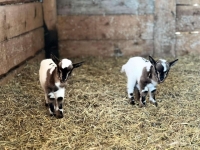 Близначета мини холандски козички се родиха в бургаския зоопарк