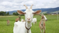  Италиански остров, затрупан от кози, ги предлага безплатно на всеки, който успее да ги хване