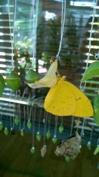Екзотични пеперуди от цял свят долитат в Бургас