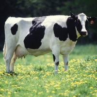 Турция ”експулсира” 40 холандски крави