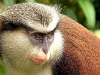 Маймунки от вида "Мона" в зоопарк Бургас