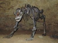 За пръв път откриват останки от пещерна мечка в Странджа