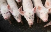Еврокомисар: България вероятно ще загуби свиневъдството си 